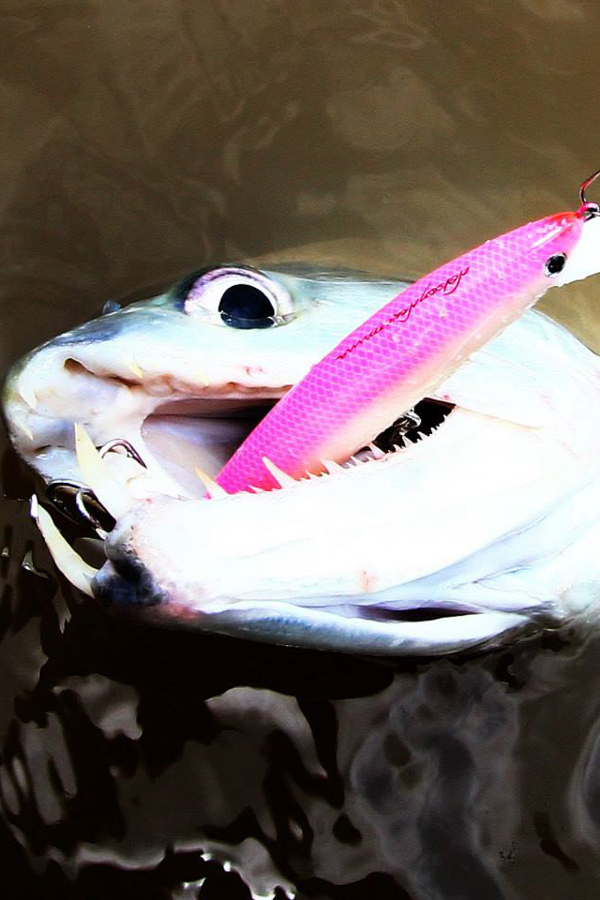 Queen -Nelson Nakamura's first minnow「冒険用品」
