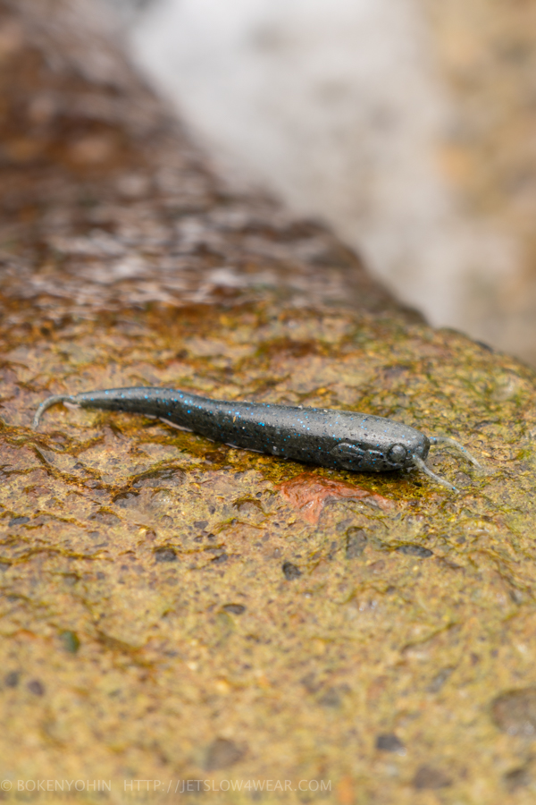 Nishine Lure Works] Nishine Namazu ニシネ ナマズ5”「冒険用品」